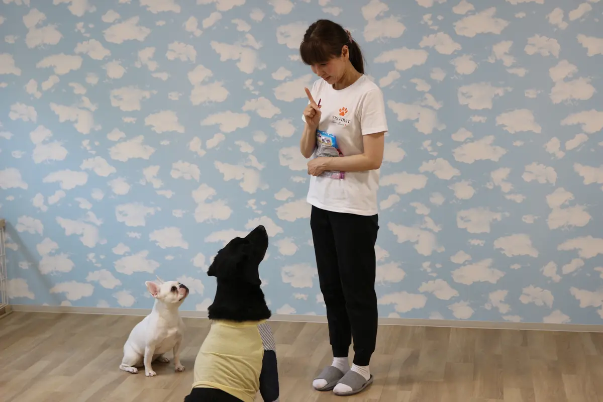 おすわりの練習をする犬とオーナー